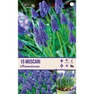 Muscari armeniacum - lot de 15 bulbes