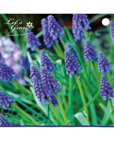Muscari armeniacum - lot de 15 bulbes