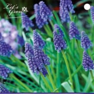 Muscari armeniacum - lot de 15 bulbes