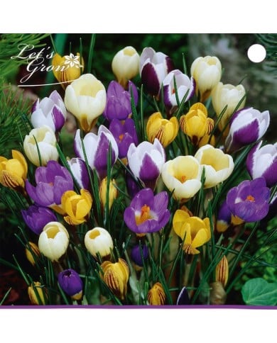 Crocus botanique en mélange - lot de 12 bulbes