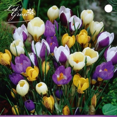 Crocus botanique en mélange - lot de 12 bulbes