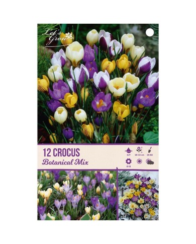 Crocus botanique en mélange - lot de 12 bulbes
