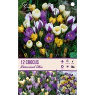 Crocus botanique en mélange - lot de 12 bulbes