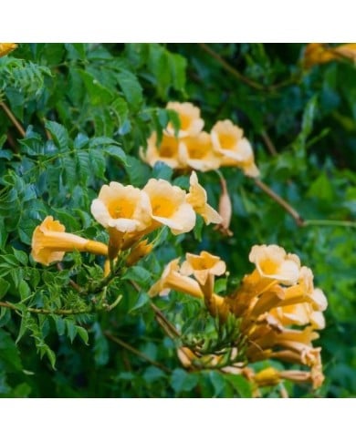 Bignone jaune Yellow Trumpet