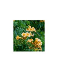 Bignone jaune Yellow Trumpet