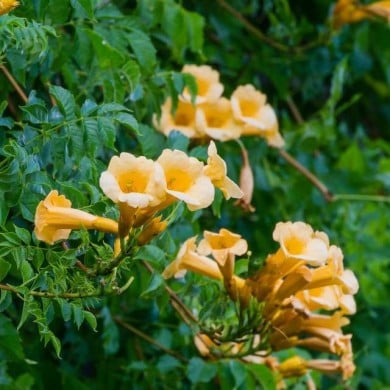 Bignone jaune Yellow Trumpet