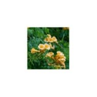Bignone jaune Yellow Trumpet