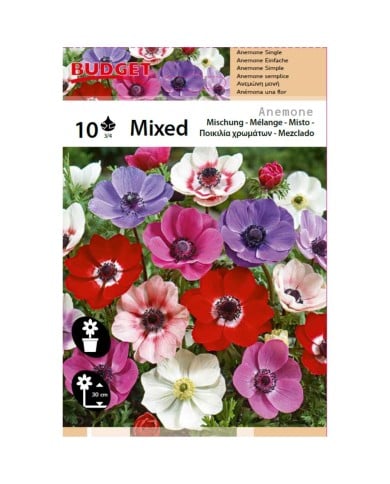 Anémones de Caen en mélange - lot de 10, calibre 3/4