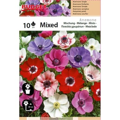 Anémones de Caen en mélange - lot de 10, calibre 3/4