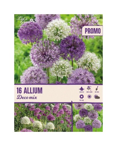 Allium décoratifs en mélange - Lot de 16 bulbes