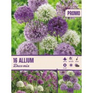 Allium décoratifs en mélange - Lot de 16 bulbes
