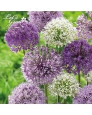 Allium décoratifs en mélange - Lot de 16 bulbes