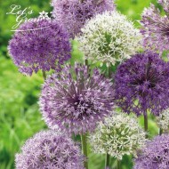 Allium décoratifs en mélange - Lot de 16 bulbes
