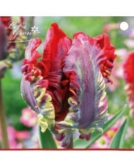Tulipe Rococo - lot de 5 bulbes