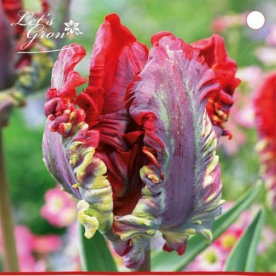 Tulipe Rococo - lot de 5 bulbes