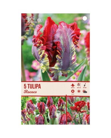 Tulipe Rococo - lot de 5 bulbes