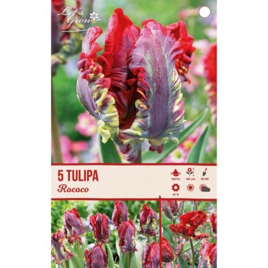 Tulipe Rococo - lot de 5 bulbes