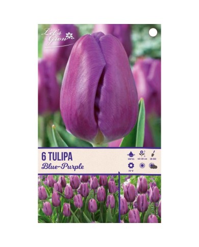 Tulipes Blue Purple - lot de 6 bulbes