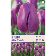 Tulipes Blue Purple - lot de 6 bulbes