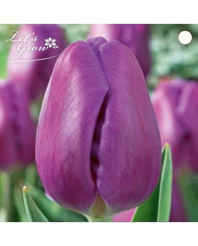 Tulipes Blue Purple - lot de 6 bulbes