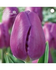 Tulipes Blue Purple - lot de 6 bulbes