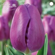 Tulipes Blue Purple - lot de 6 bulbes