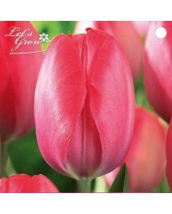 Tulipe Van Eijk - lot de 6 bulbes