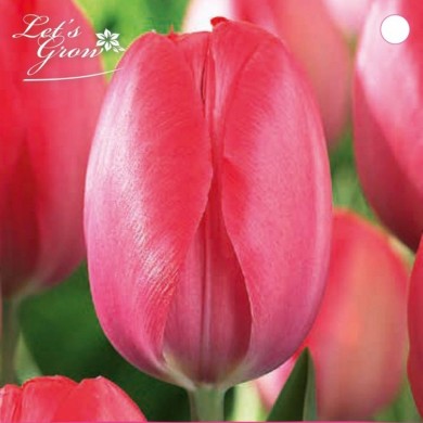 Tulipe Van Eijk - lot de 6 bulbes