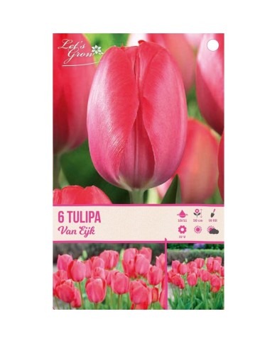 Tulipe Van Eijk - lot de 6 bulbes