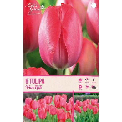 Tulipe Van Eijk - lot de 6 bulbes
