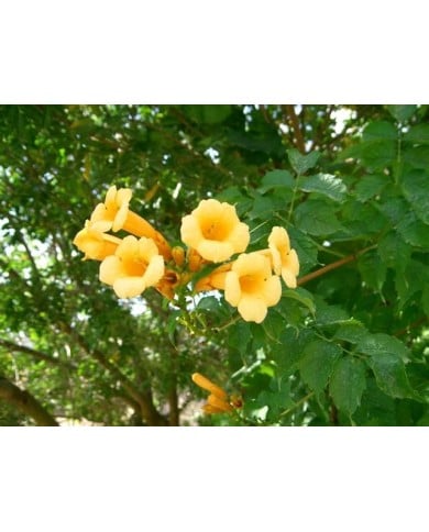 Bignone jaune Yellow Trumpet