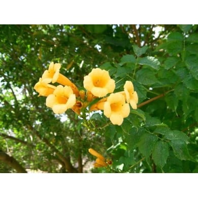 Bignone jaune Yellow Trumpet