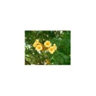 Bignone jaune Yellow Trumpet