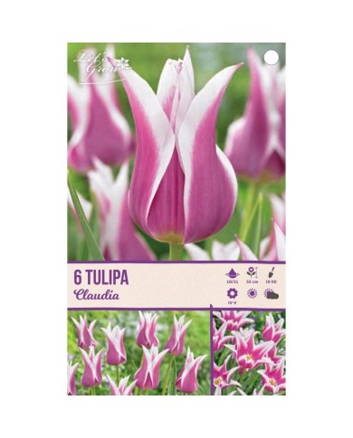 Tulipe Claudia - lot de 6 bulbes