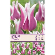 Tulipe Claudia - lot de 6 bulbes