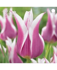 Tulipe Claudia - lot de 6 bulbes