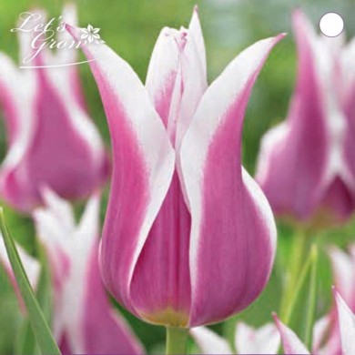 Tulipe Claudia - lot de 6 bulbes