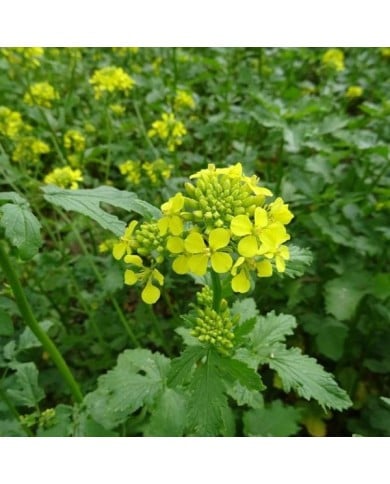 Moutarde - engrais vert (carlosfx / pixabay.com)