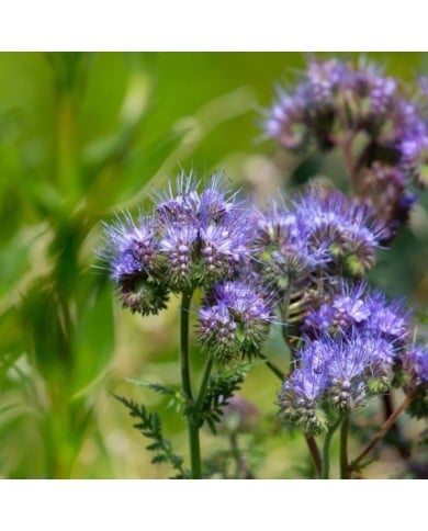 Phacélie - engrais vert (Kev / pixabay.com)
