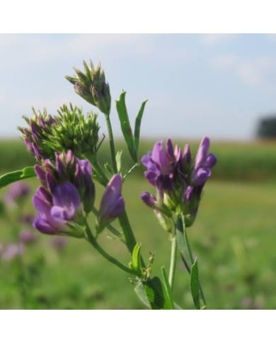 Luzerne - Medicago sativa (Andreas Rockstein)