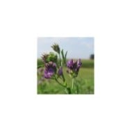 Luzerne - Medicago sativa (Andreas Rockstein)