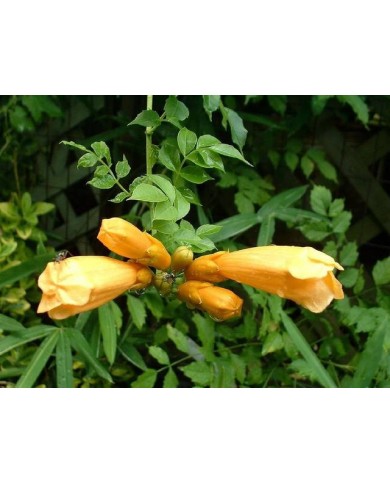 Bignone jaune Yellow Trumpet