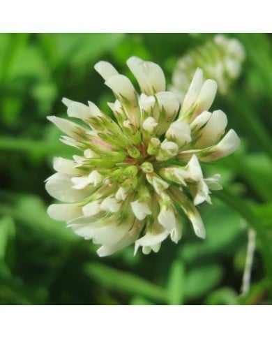 Trèfle blanc - Trifolium repens (Andreas Rockstein)
