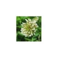 Trèfle blanc - Trifolium repens (Andreas Rockstein)