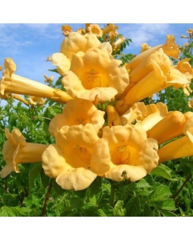Bignone jaune Yellow Trumpet