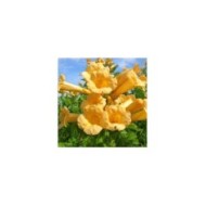 Bignone jaune Yellow Trumpet