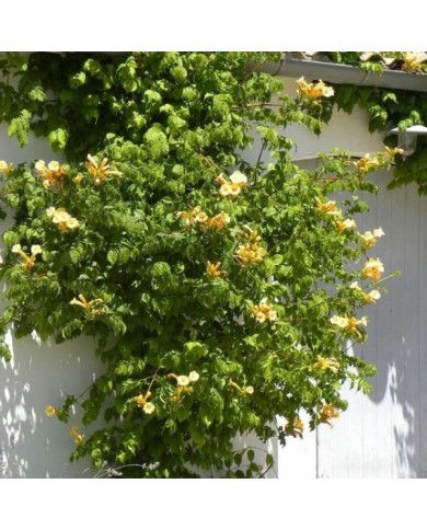 Bignone jaune Yellow Trumpet