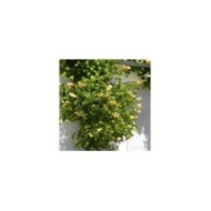 Bignone jaune Yellow Trumpet