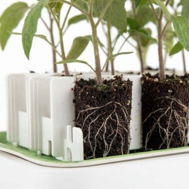 Aperçu des racines de jeunes plants cultivés dans un kit Germie posé sur son plateau en bambou