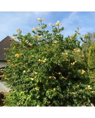 Bignone jaune Yellow Trumpet